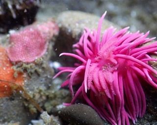 Assoc. Prof. Stewart Schultz, PhD:  Research about Migration of Nudibranchs on the Pacific USA Coast