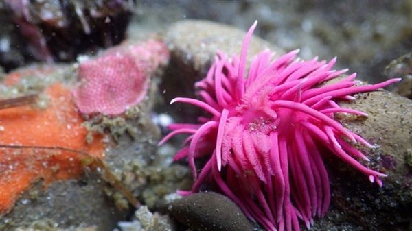 Assoc. Prof. Stewart Schultz, PhD:  Research about Migration of Nudibranchs on the Pacific USA Coast