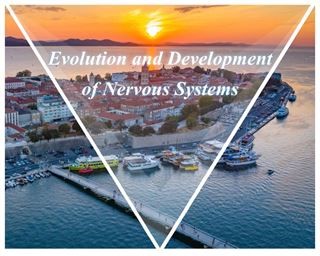 Od 9. do 12. rujna na Sveučilištu u Zadru konferencija "Evolution and Development of Nervous Systems"